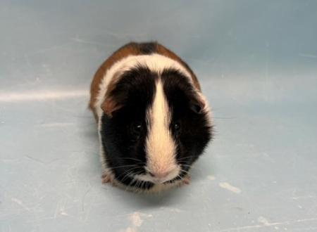 Hamsters and Guinea Pigs A Guide to Choosing the Right Small Pet