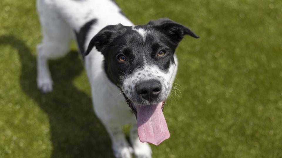 mellow 804w Can Mosquito Repellent Be Used on Dogs? Safe Choices