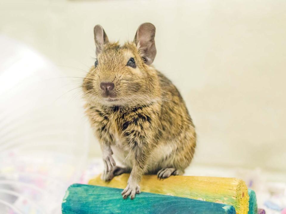 Common Degu Degus For Sale Near Me Rat Degu For Sale Degus For