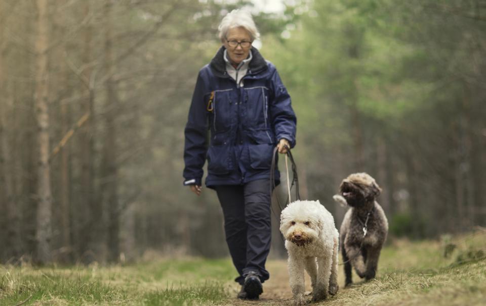 How to successfully introduce two dogs Animal Humane Society