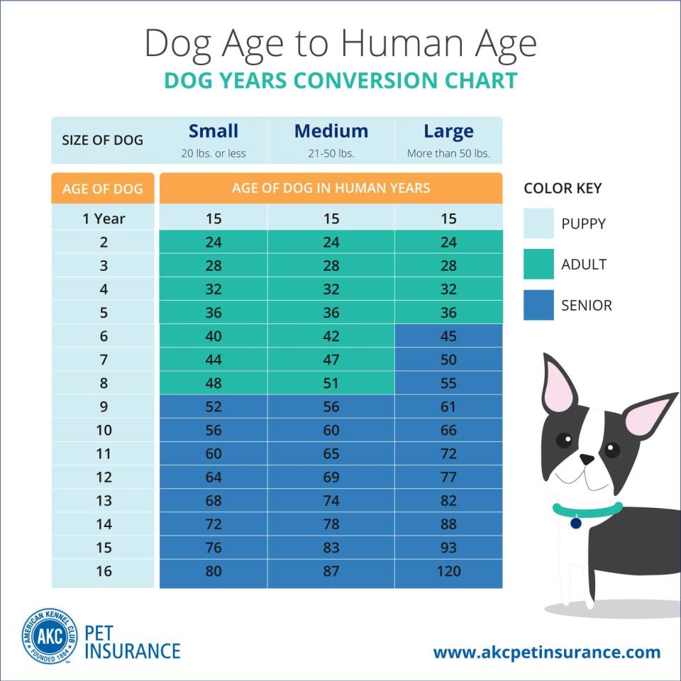 What Causes Sudden Dog Behavior Changes?
