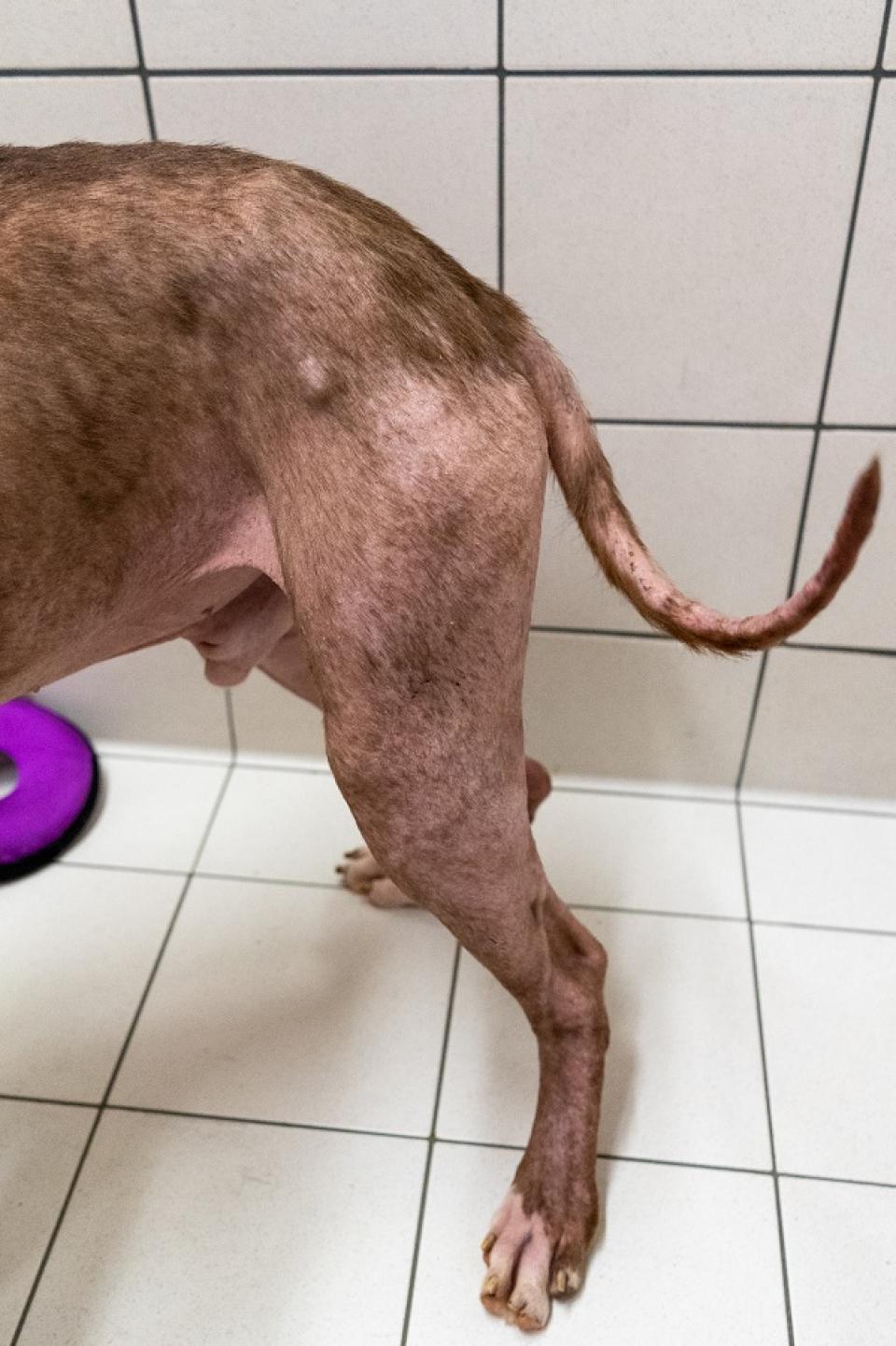 Skin Conditions Mange On Dogs Tail Types Of Mange Mites Dogs